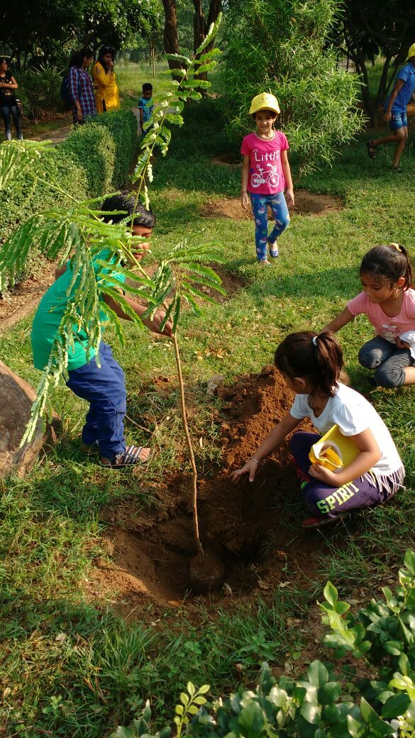 Mega Tree Plantation
